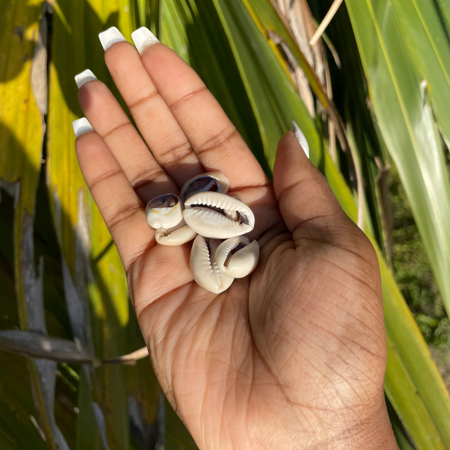 Satin's Blessed© Cowrie Shells